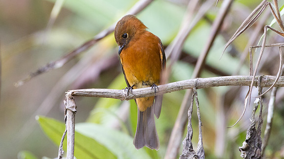 Cinnamon Flycatcher (Pyrrhomyias cinnamomeus)