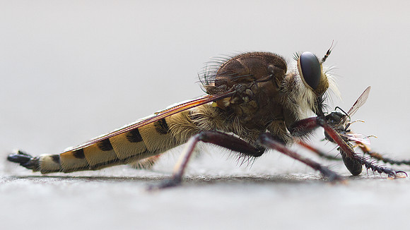 Robber Fly (Ommatius tibialis) eating bee/wasp