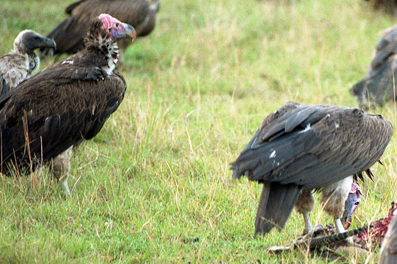 Lappet-faced Vulture (Torgos tracheliotos) also known as Nubian Vulture