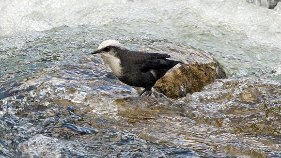 White-capped Dipper (Cinclus leucocephalus)
