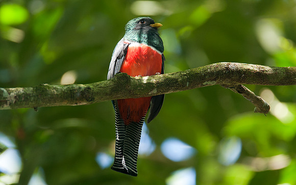 Collared Trogon (Trogon collaris)