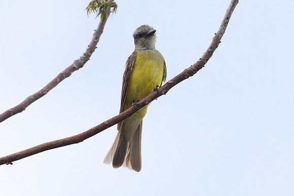 Couch's Kingbird (Tyrannus couchii)