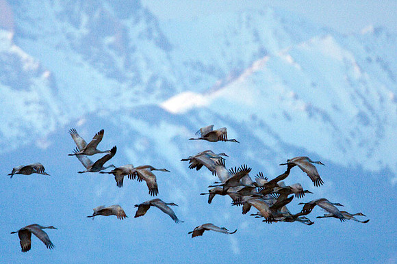Sandhill Crane (Grus canadensis)