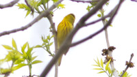 Yellow Warbler (Dendroica petechia)