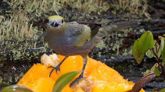 Palm Tanager (Thraupis palmarum)