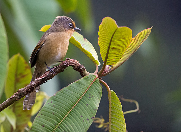 Spectacled barwing (Actinodura ramsayi)