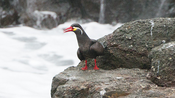 Inca Tern (Larosterna inca)