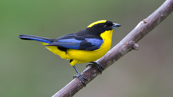 Blue-winged Mountain Tanager (Anisognathus somptuosus)