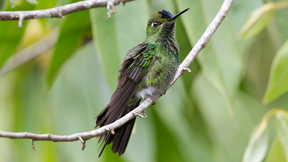Violet-fronted Brilliant (Heliodoxa leadbeateri)