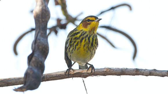 Cape May Warbler (Setophaga tigrina)