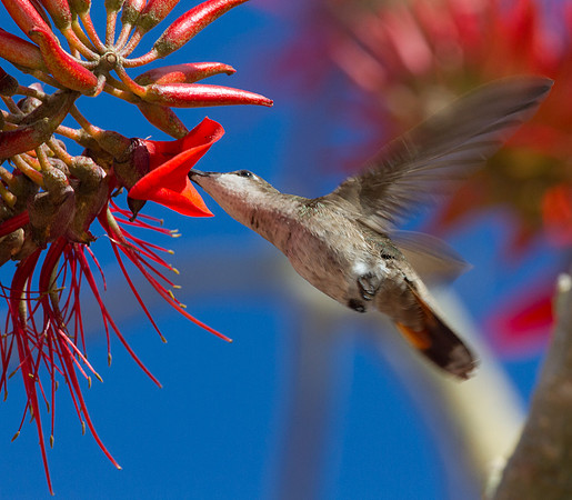 Ruby-topaz Hummingbird (Chrysolampis mosquitus) female