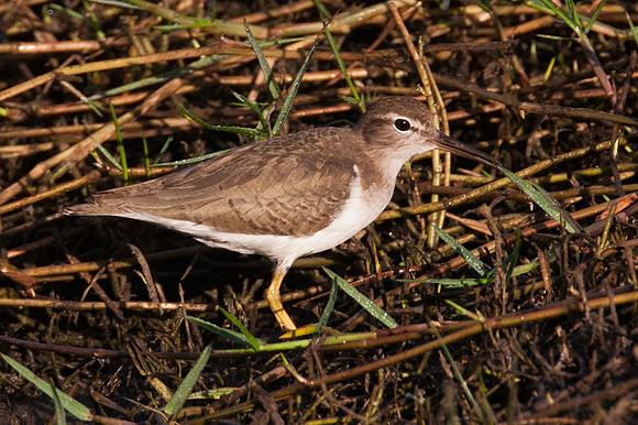 Spotted Sandpiper (Actitis macularius)