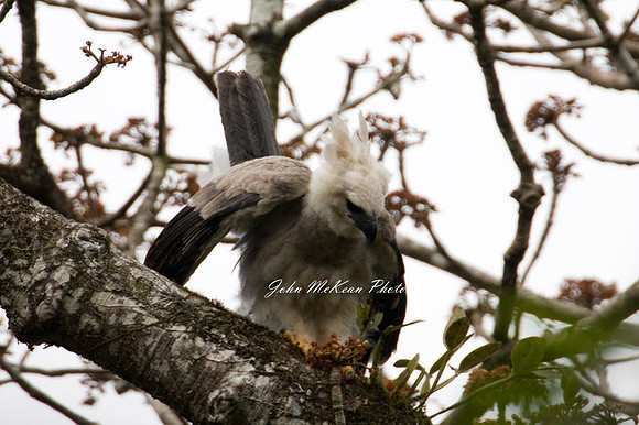 Harpy Eagle (Harpia harpyja)