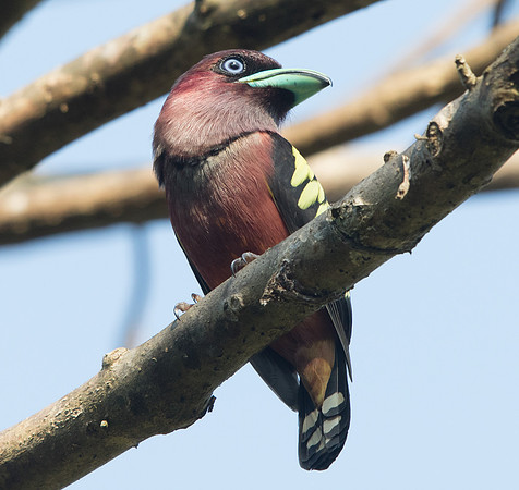 Banded broadbill (Eurylaimus javanicus) Male