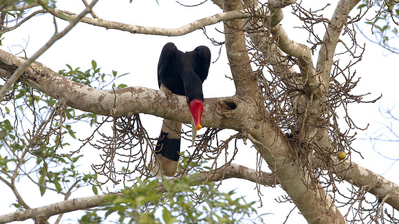 Rhinoceros Hornbill (Buceros rhinoceros) male