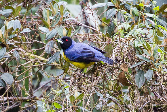 Hooded Mountain-tanager (Buthraupis montana)