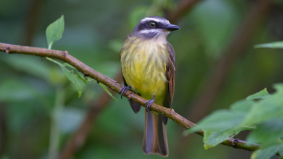 Golden-crowned Flycatcher (Myiodynastes chrysocephalus)