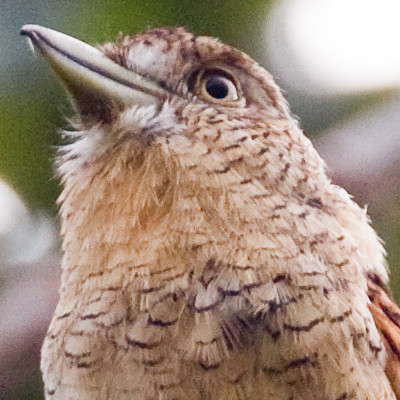 Barred Puffbird (Nystalus radiatus)