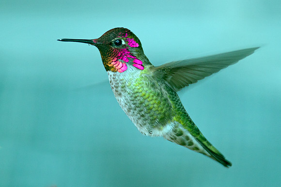 Anna's Hummingbird (Calypte anna)