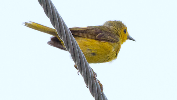 Yellow Warbler (Dendroica petechia)