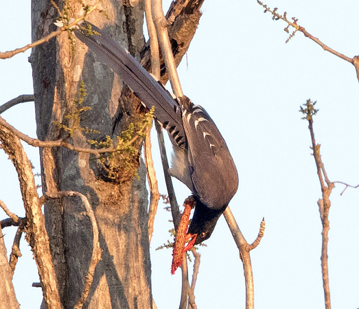 Red-billed blue magpie (Urocissa erythrorhyncha)