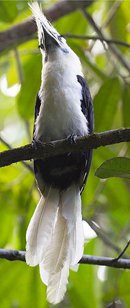 White-crowned Hornbill (Berenicornis comatus)