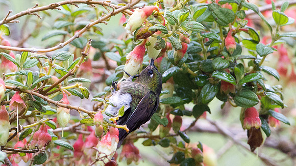 Tyrian Metaltail (Metallura tyrianthina)