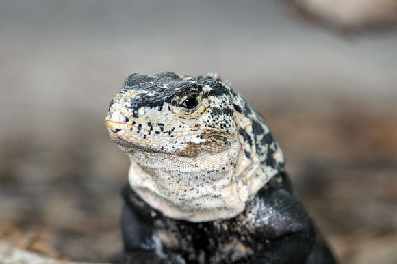 Spiny-tailed Iguana (Ctenosaura similis)