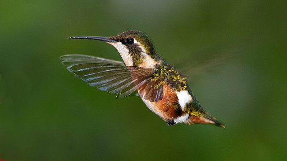 White-bellied Woodstar (Chaetocercus mulsant)