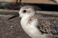 Sanderling (Calidris alba)