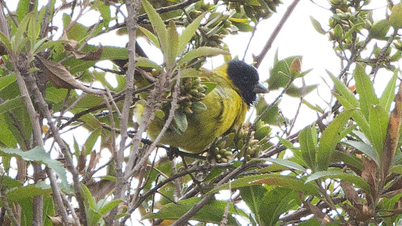 Hooded Siskin (Carduelis magellanica)