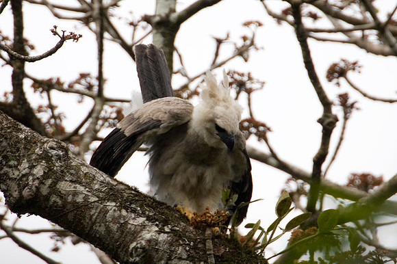 Harpy Eagle (Harpia harpyja) juvenile