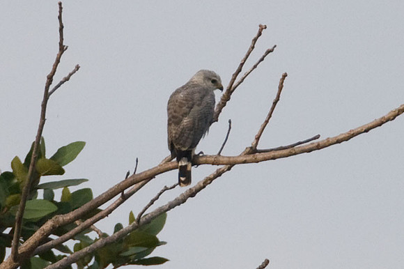 Grey Hawk (Buteo nitidus) also known as Grey-lined Hawk