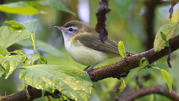 Brown-capped Vireo (Vireo leucophrys)
