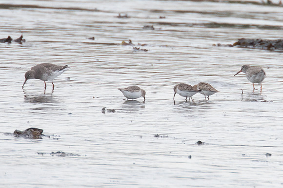 Dunlin (Calidris alpina)