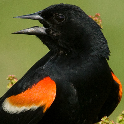 Red-winged Blackbird (Agelaius phoeniceus) male
