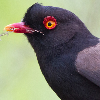 Retz's Helmetshrike (Prionops retzii)