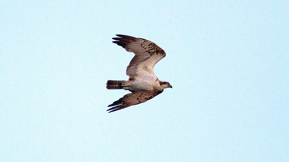 Osprey (Pandion haliaetus)