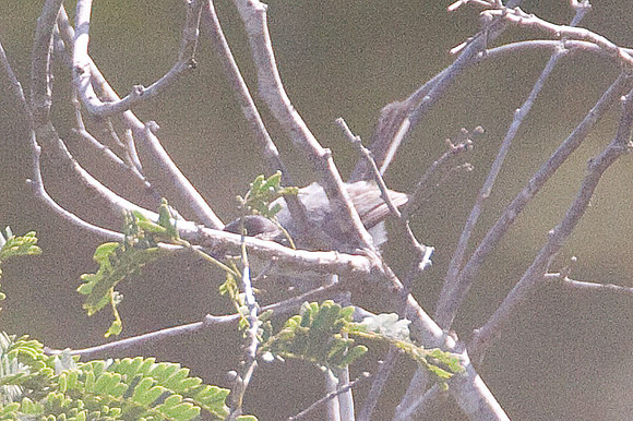 White-lored Gnatcatcher (Polioptila albiloris) male