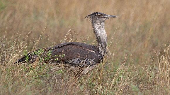 Kori Bustard (Ardeotis kori)
