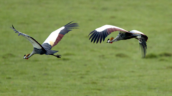 Grey Crowned Crane (Balearica regulorum)