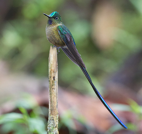 Violet-tailed Sylph (Aglaiocercus coelestis)