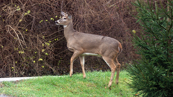 White-tailed Deer (Odocoileus virginianus)