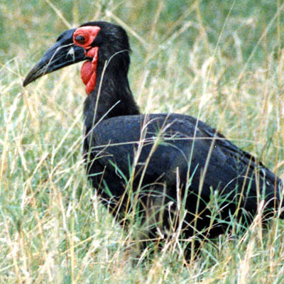 Southern Ground Hornbill (Bucorvus leadbeateri)
