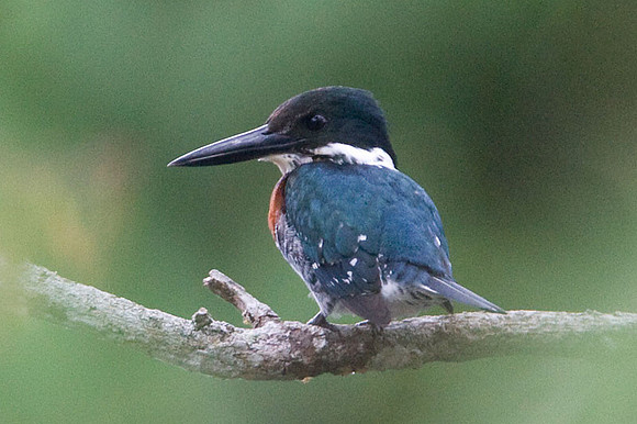 Green Kingfisher (Chloroceryle americana) male