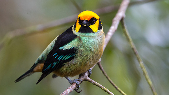 Flame-faced Tanager (Tangara parzudakii)
