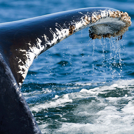 Humpback Whale (Megaptera novaeangliae)