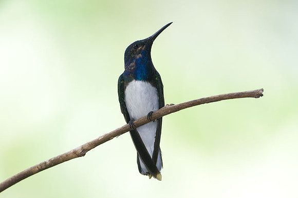 White-necked Jacobin (Florisuga mellivora) male