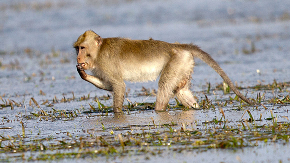 Crab-eating macaque (Macaca fascicularis)