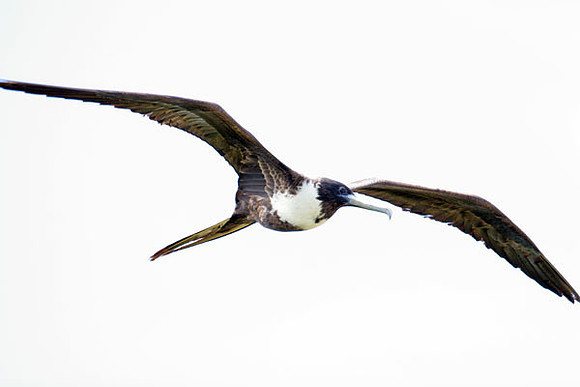 Magnificent Frigatebird (Fregata magnificens) female